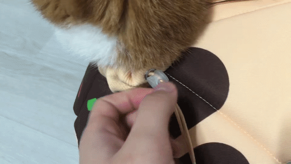 고양이 넥카라