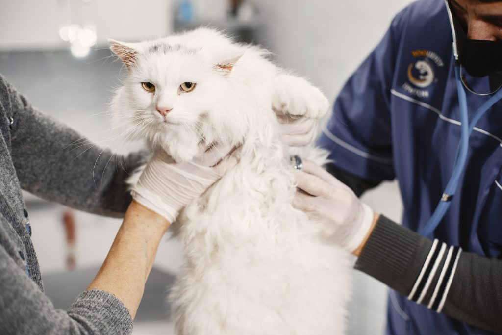 고양이 복막염
