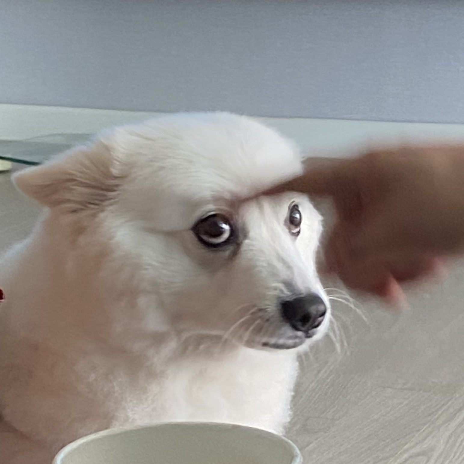 강아지가 쳐다보는