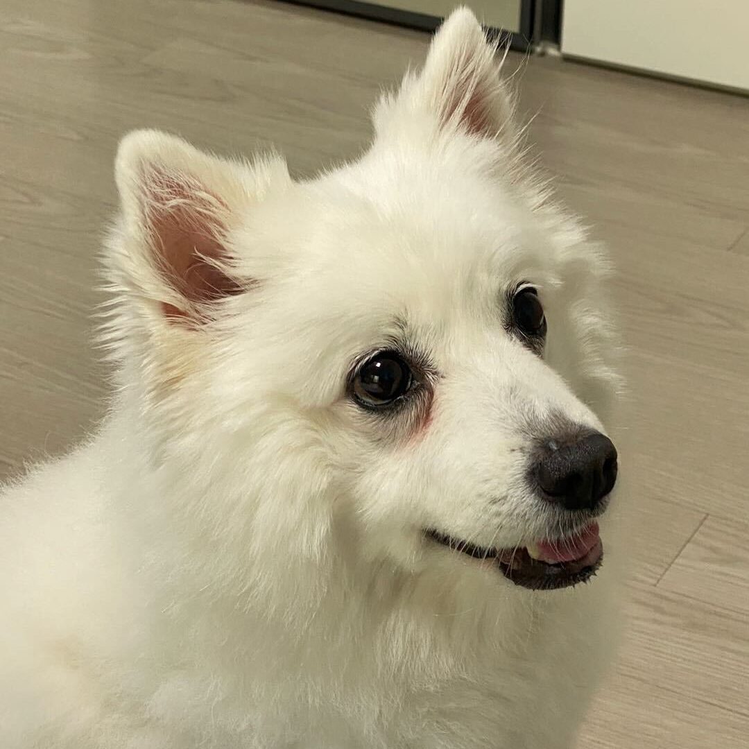 강아지가 쳐다보는