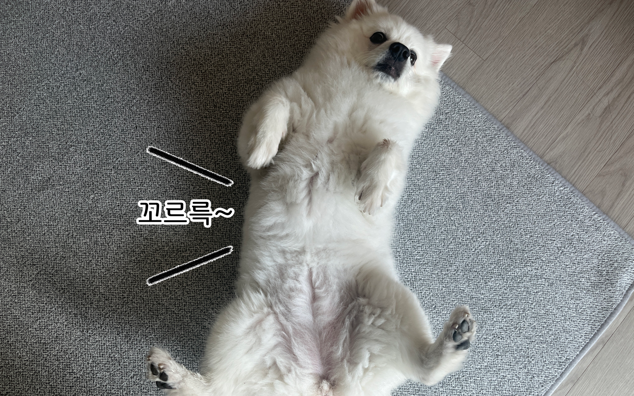 강아지 배에서 소리