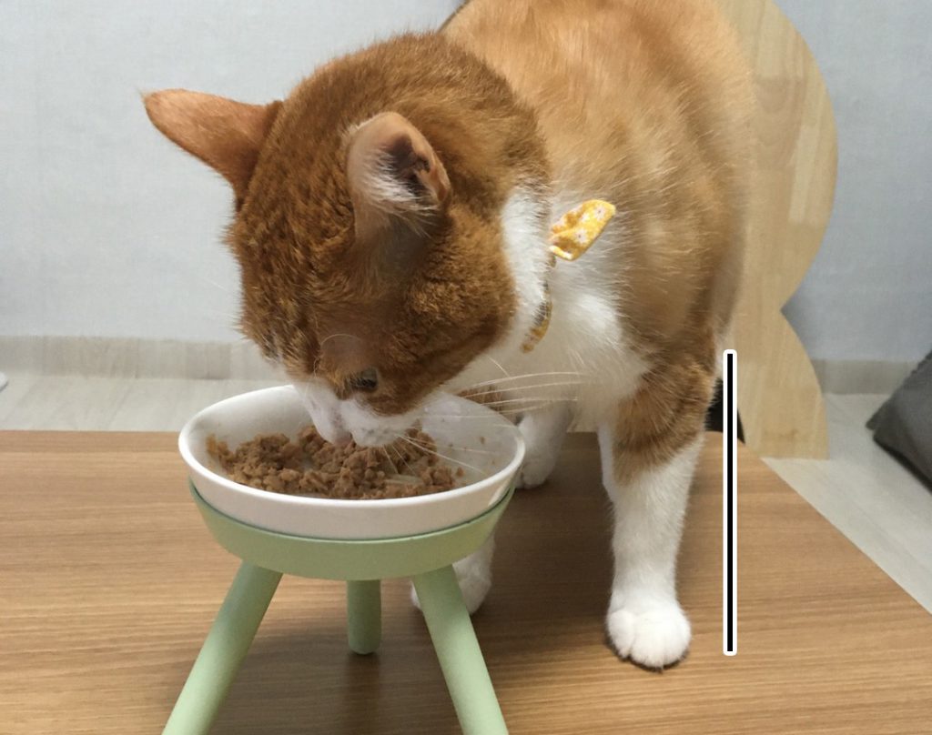 고양이 원룸 인테리어