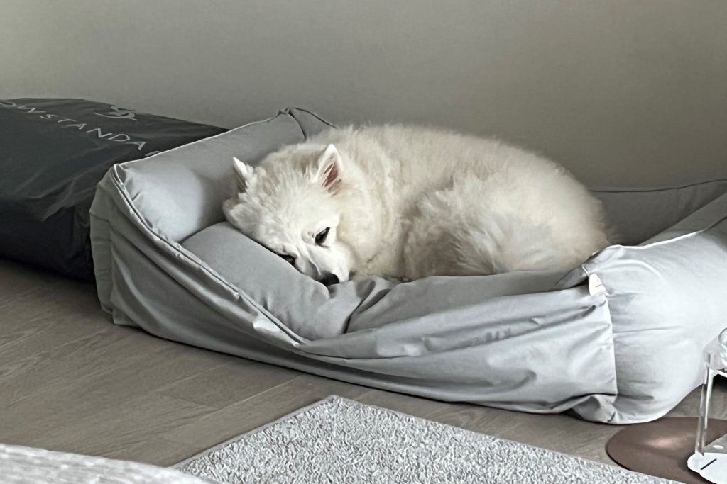 강아지 탈취제