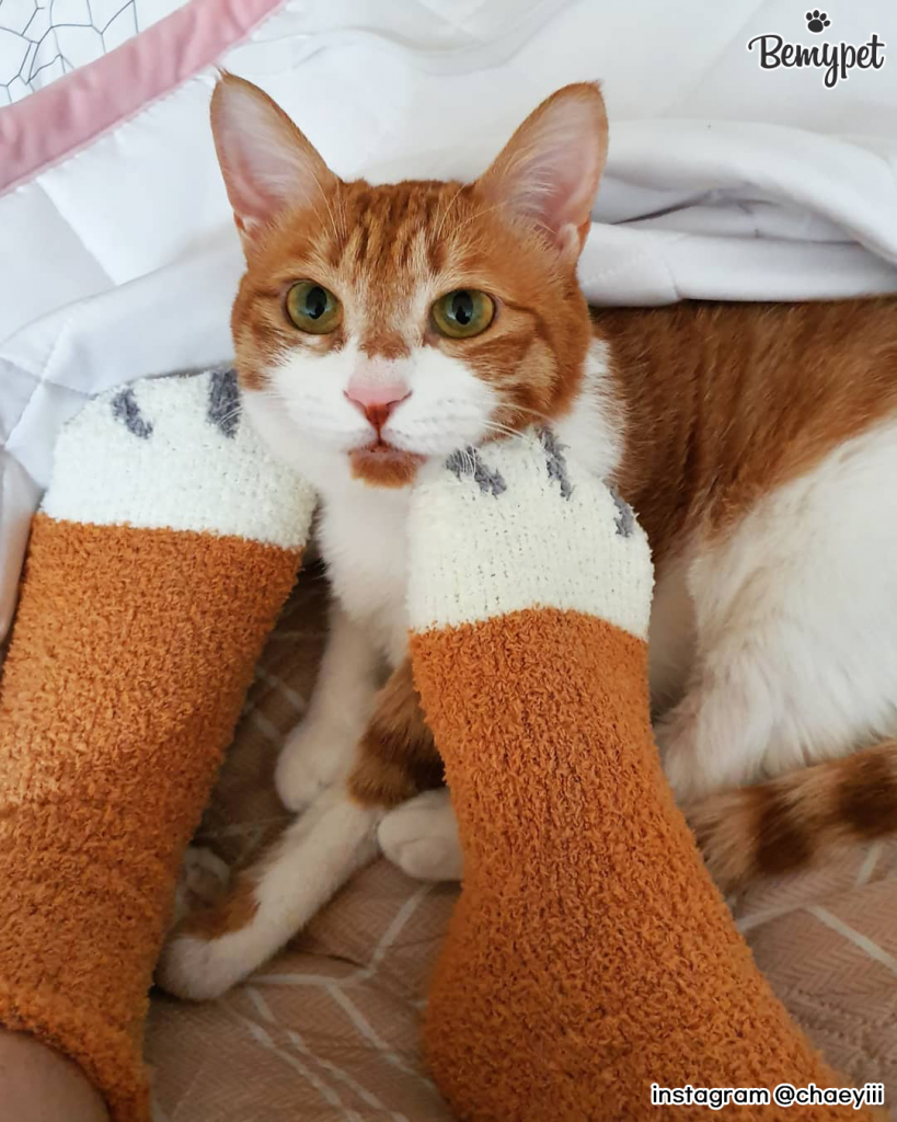 고양이 양말