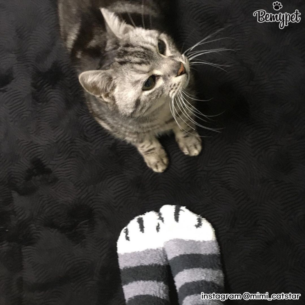 고양이 양말