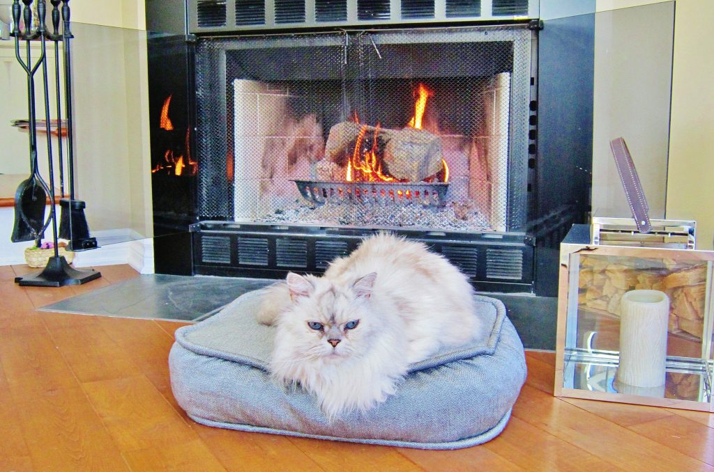 고양이 전기장판