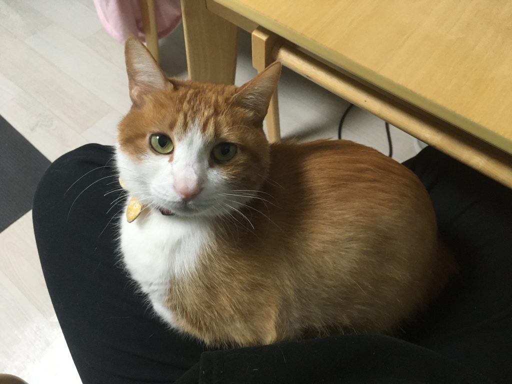 범무늬 고양이