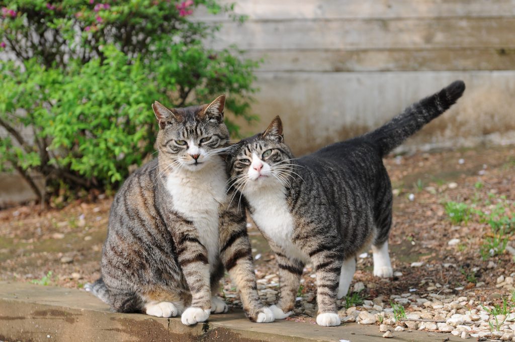 범무늬 고양이