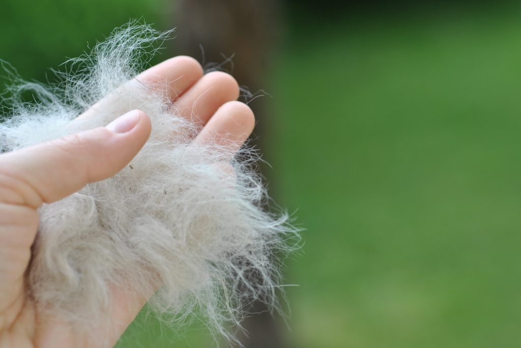 털 많은 고양이