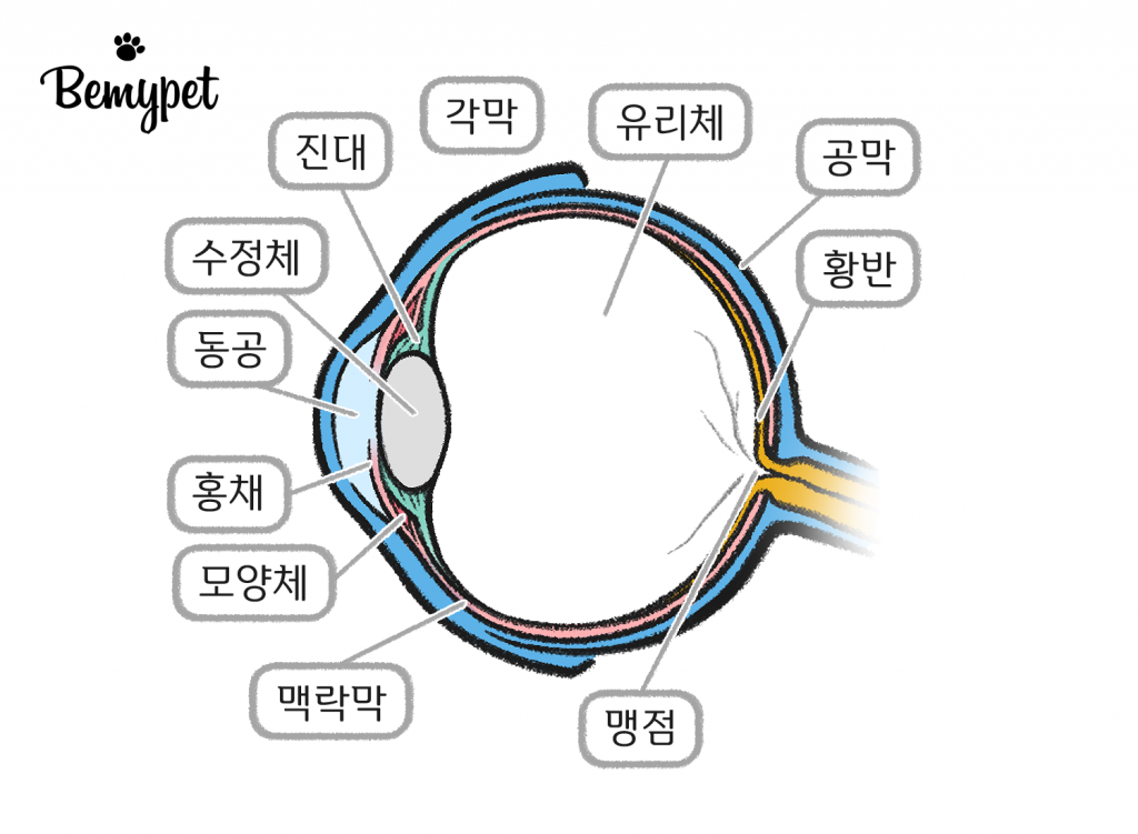 강아지 눈병