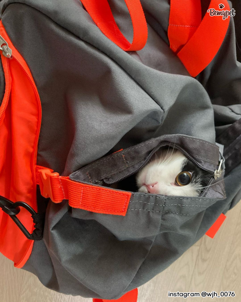 고양이 가방