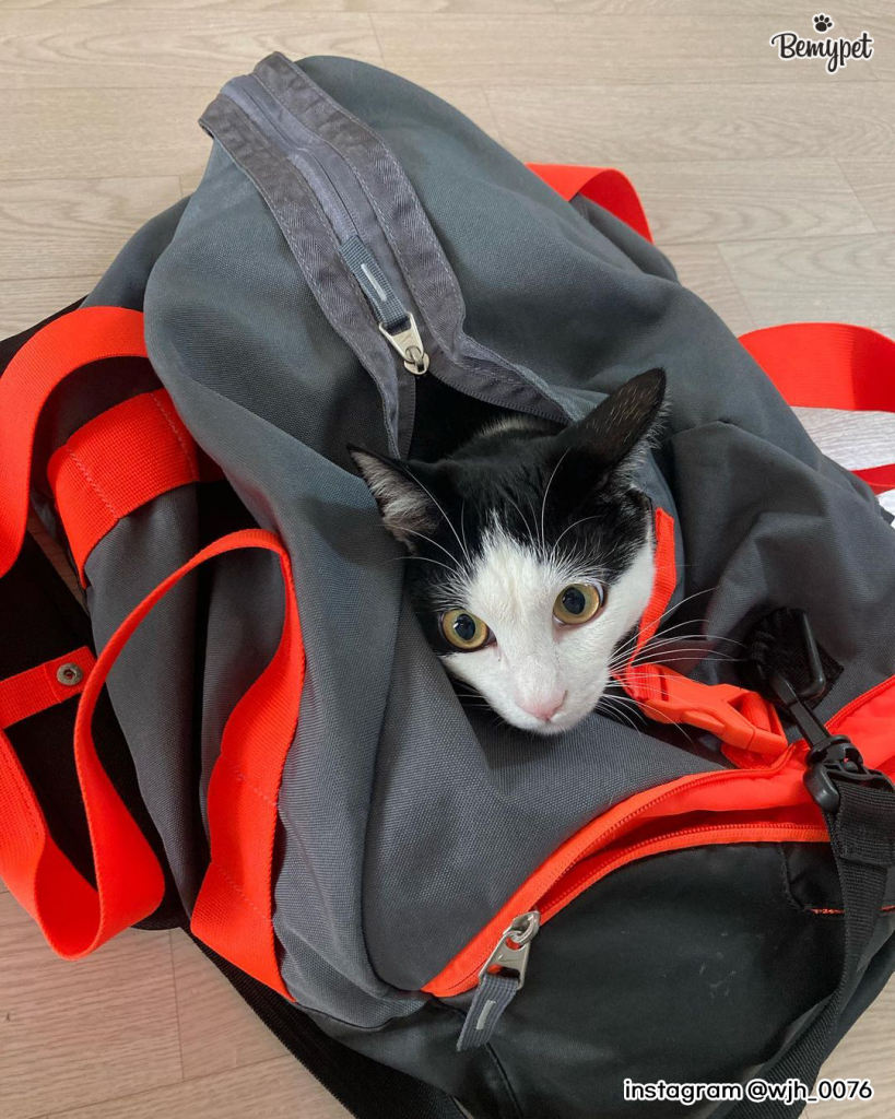 고양이 가방