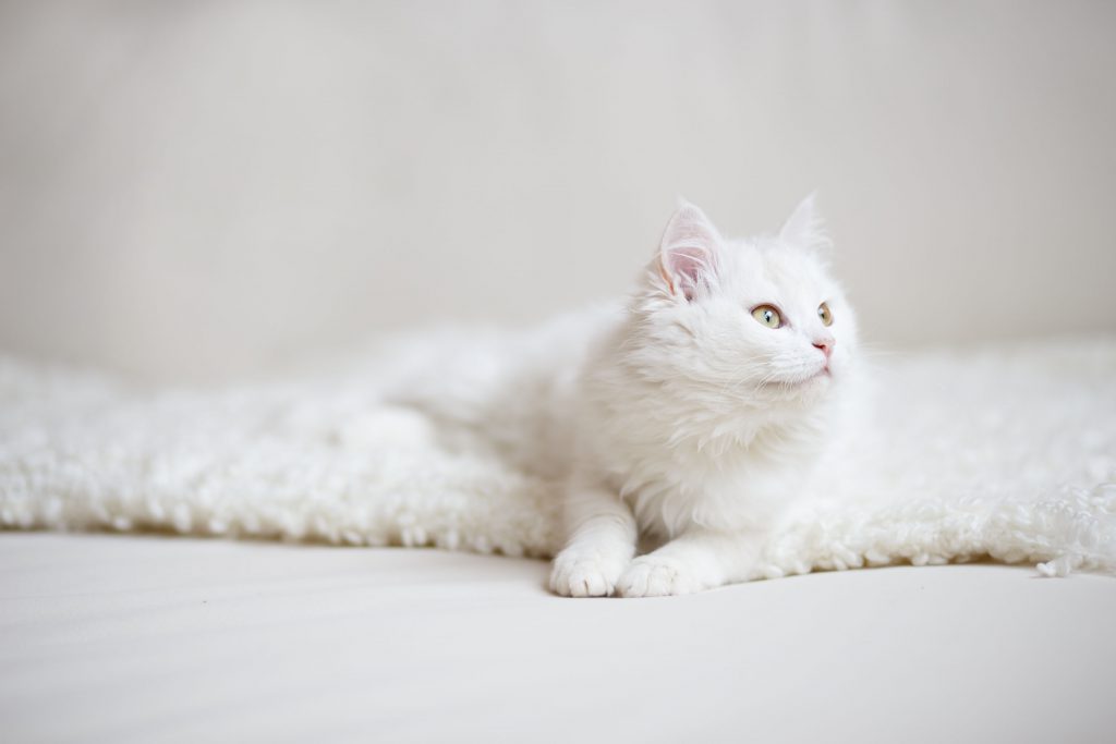 흰 고양이