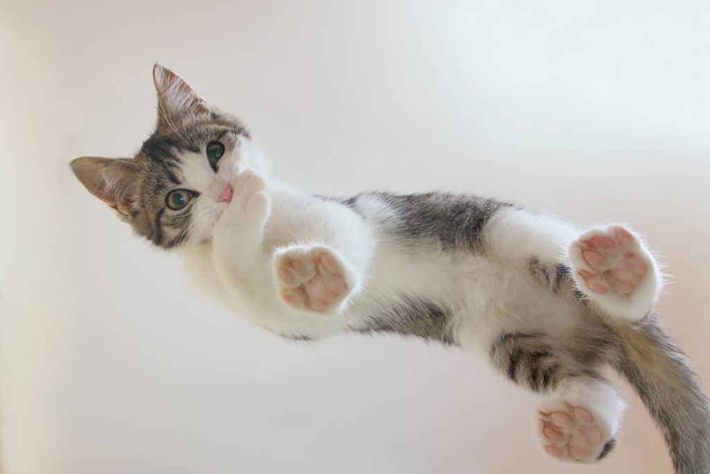 고양이 발바닥 냄새