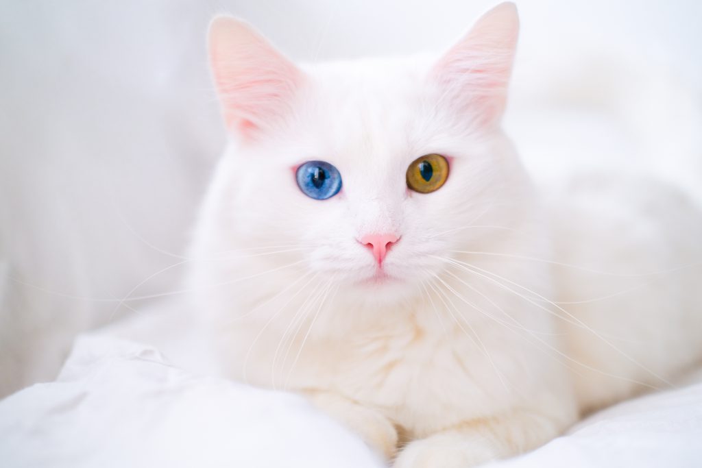 흰 고양이