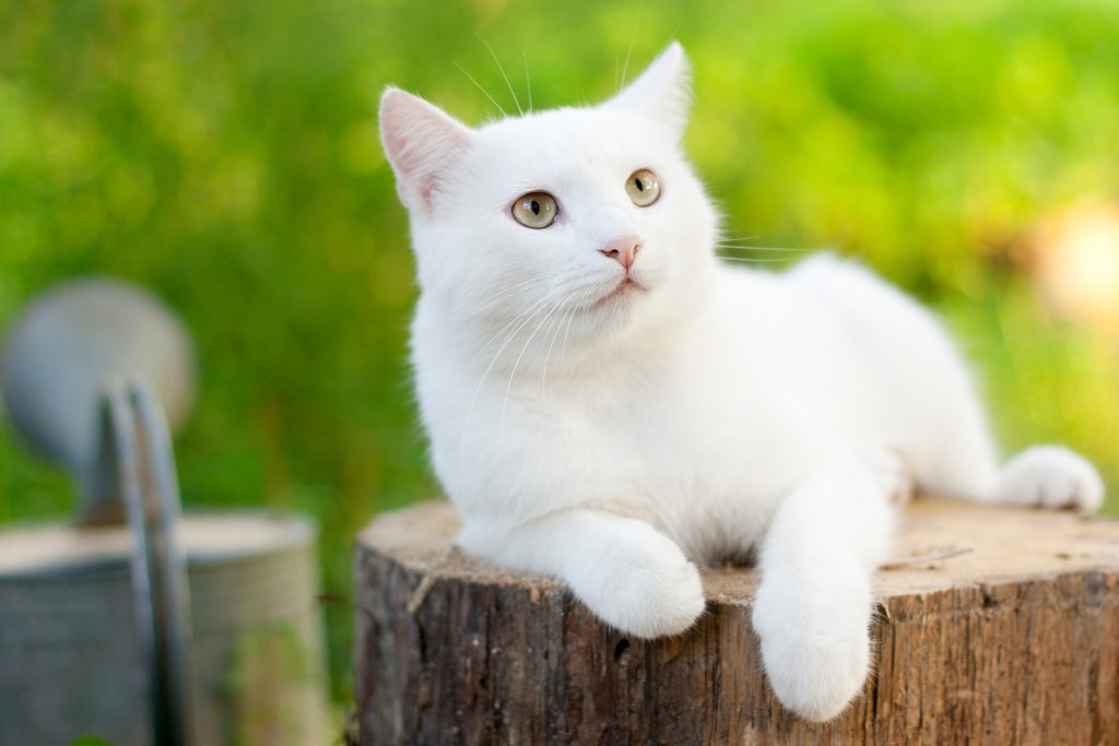흰 고양이