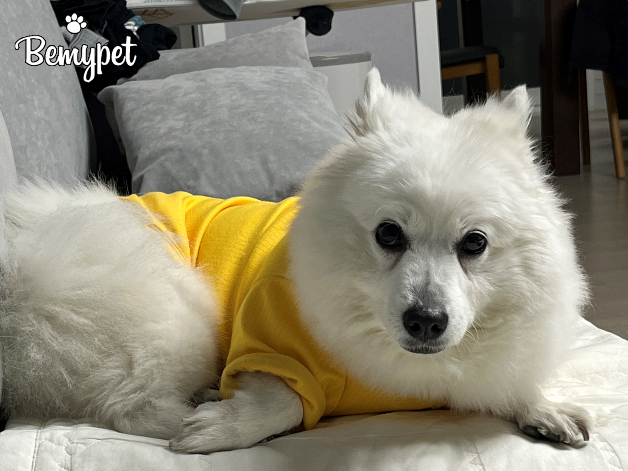 강아지 잠옷