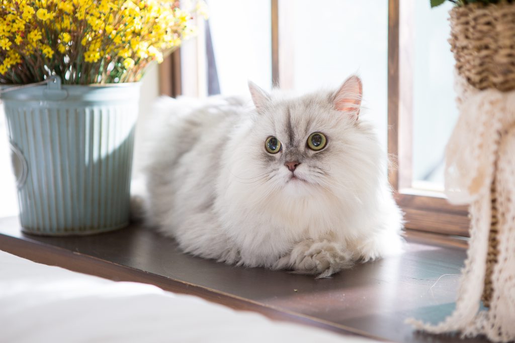 고양이 개구호흡