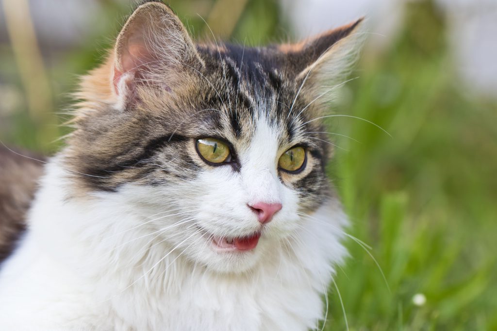 고양이 개구 호흡