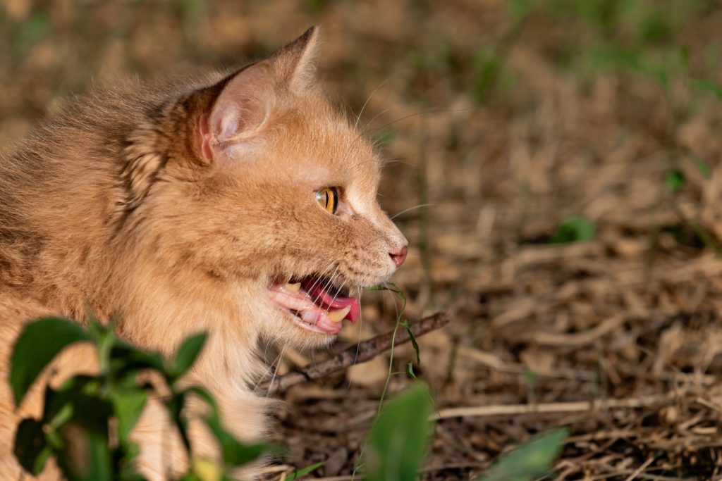 고양이 개구 호흡