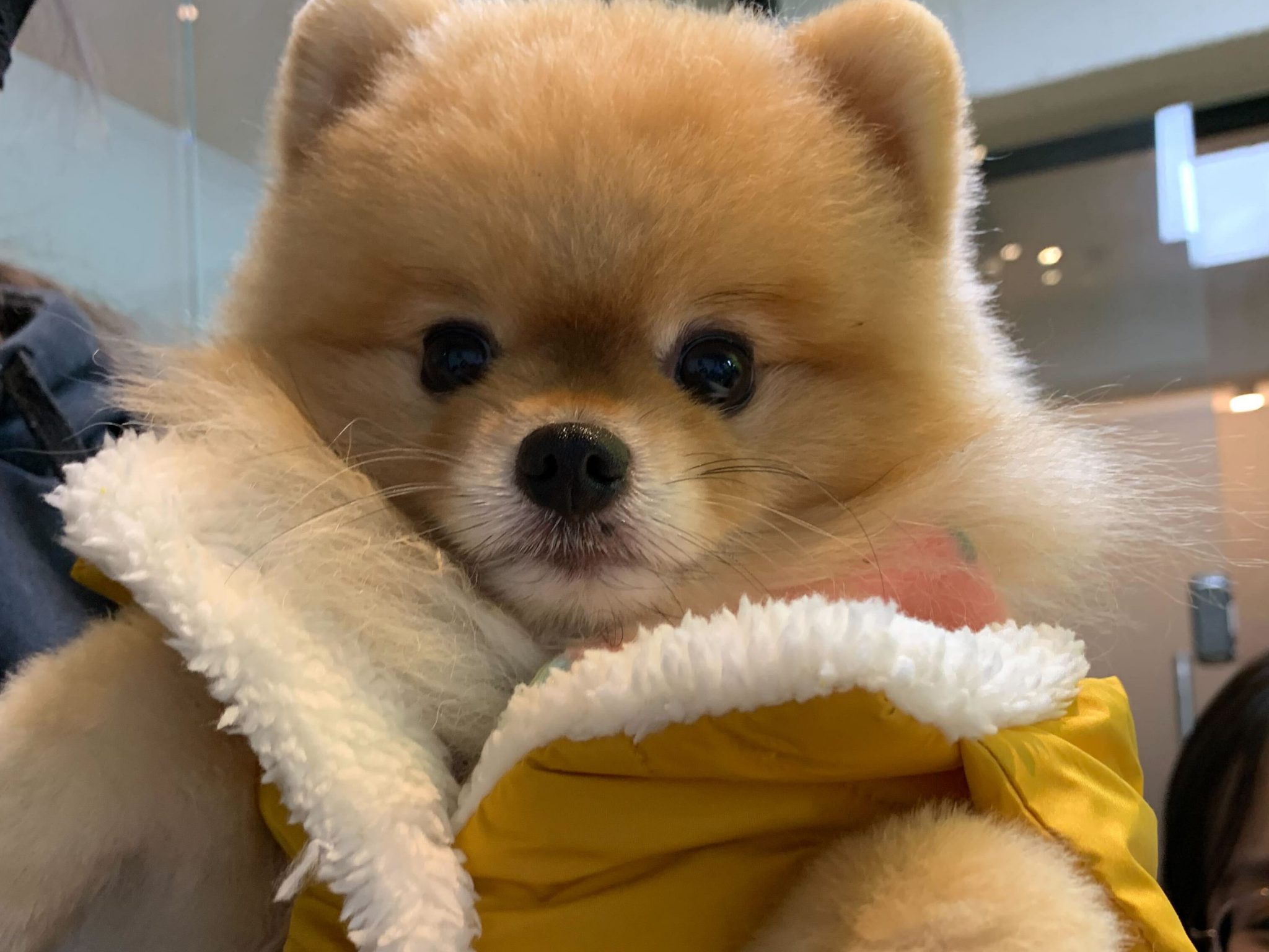 강아지 옷