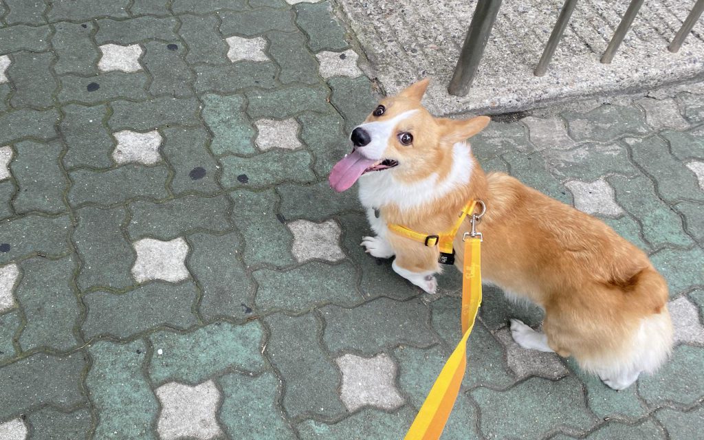 강아지 하네스