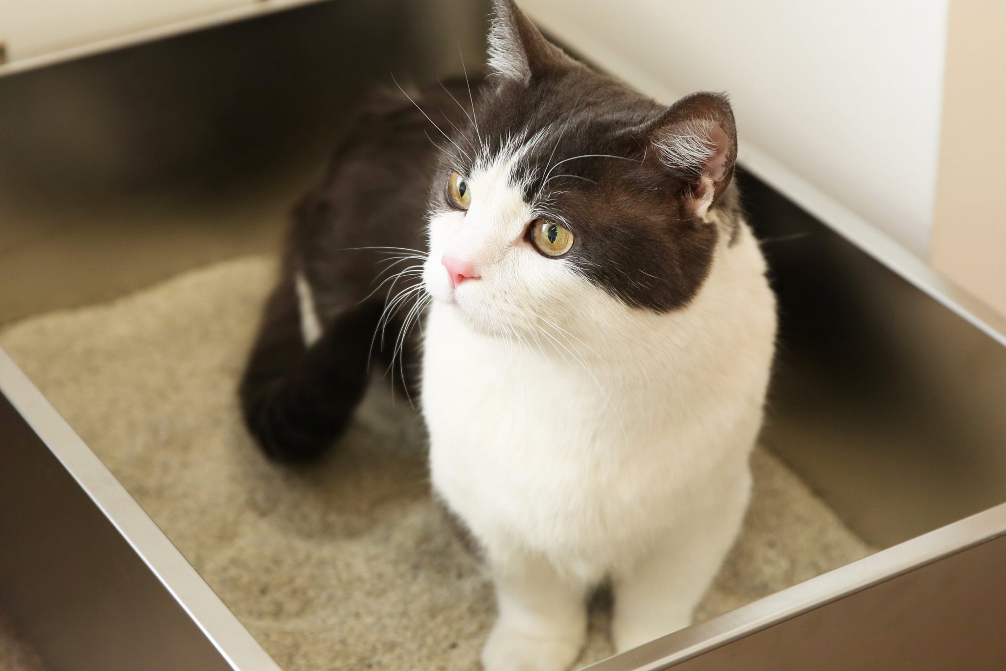 고양이 벤토나이트 모래