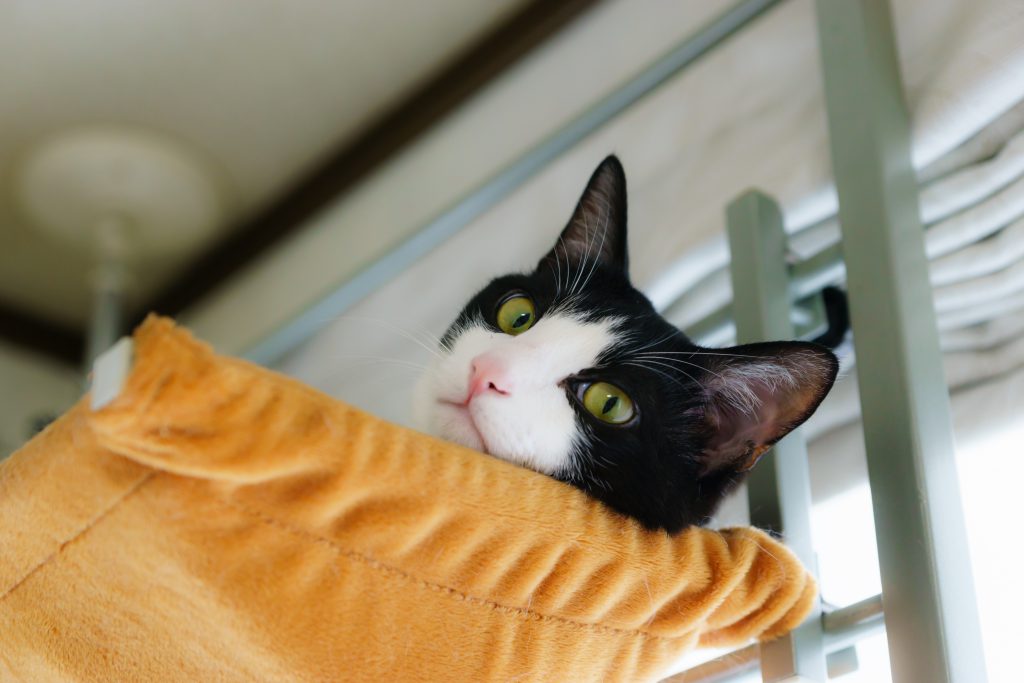 고양이 창문 해먹