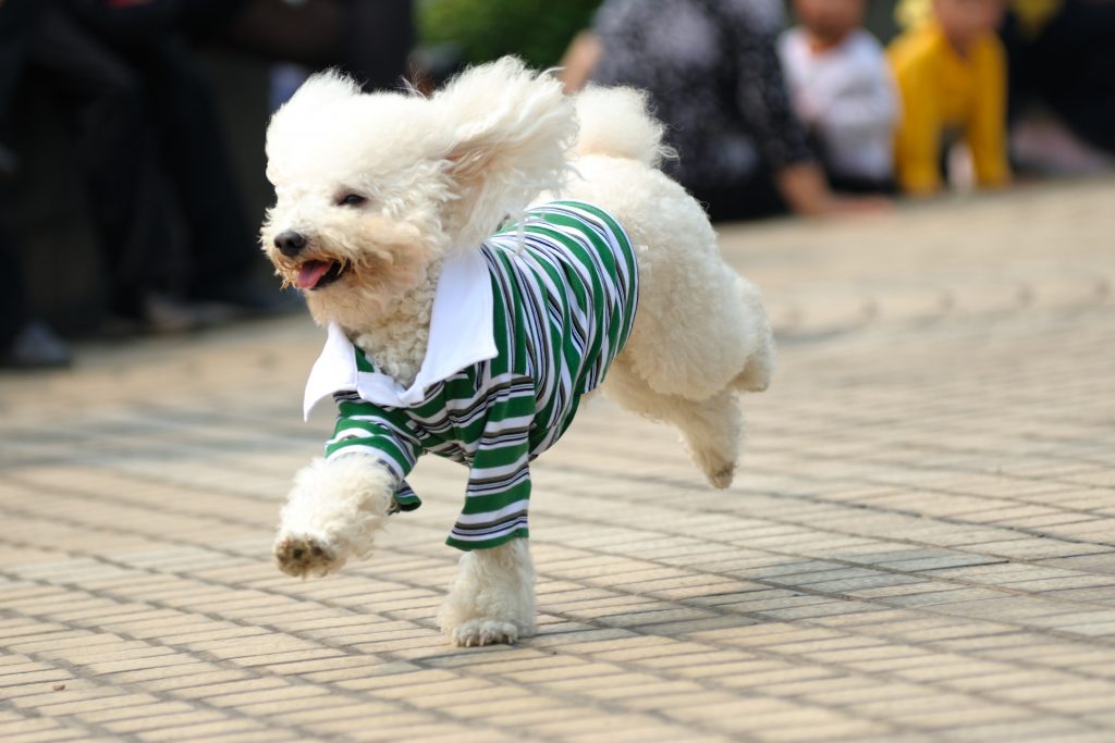 강아지 옷