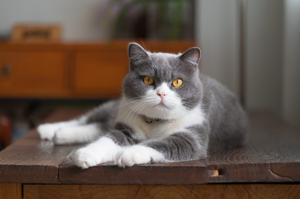 체셔 고양이